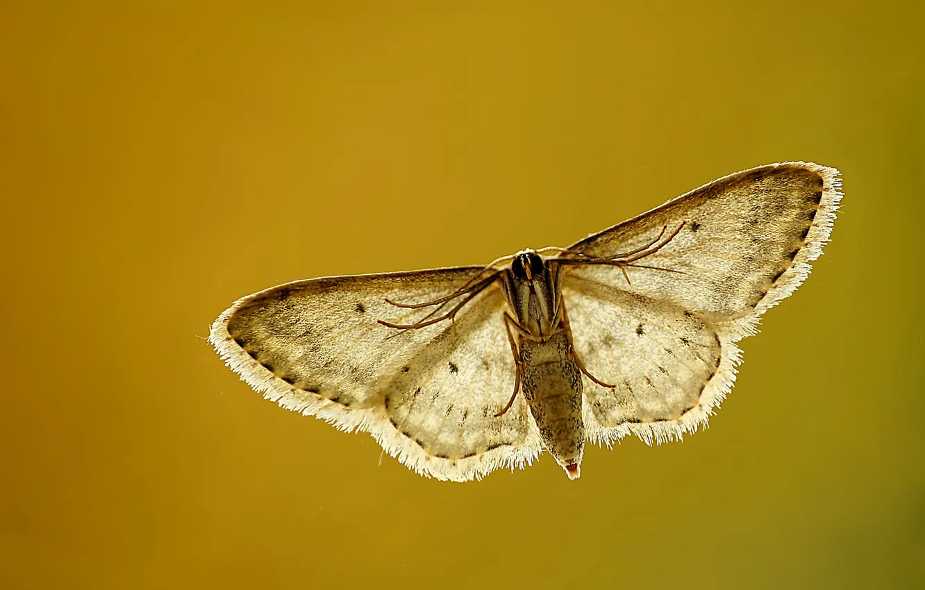 Photo wallpaper flight, wings, brown, flying, brown, wings, moth, moth