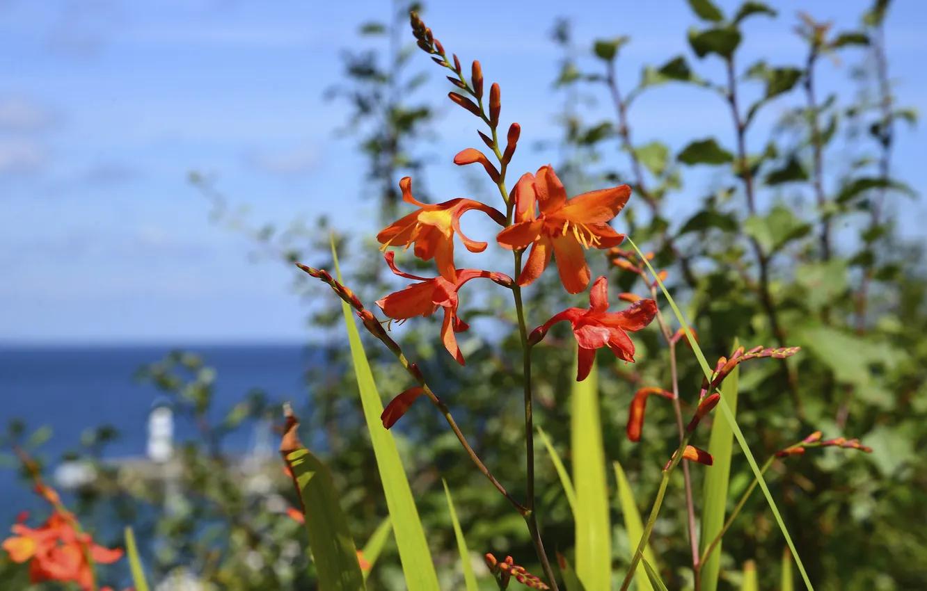 Photo wallpaper sea, the sky, macro, flowers, plant