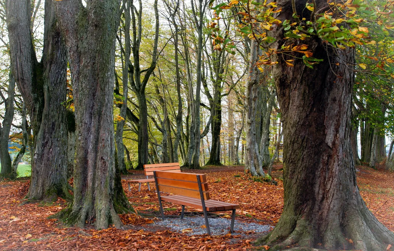 Photo wallpaper autumn, leaves, Park, bench