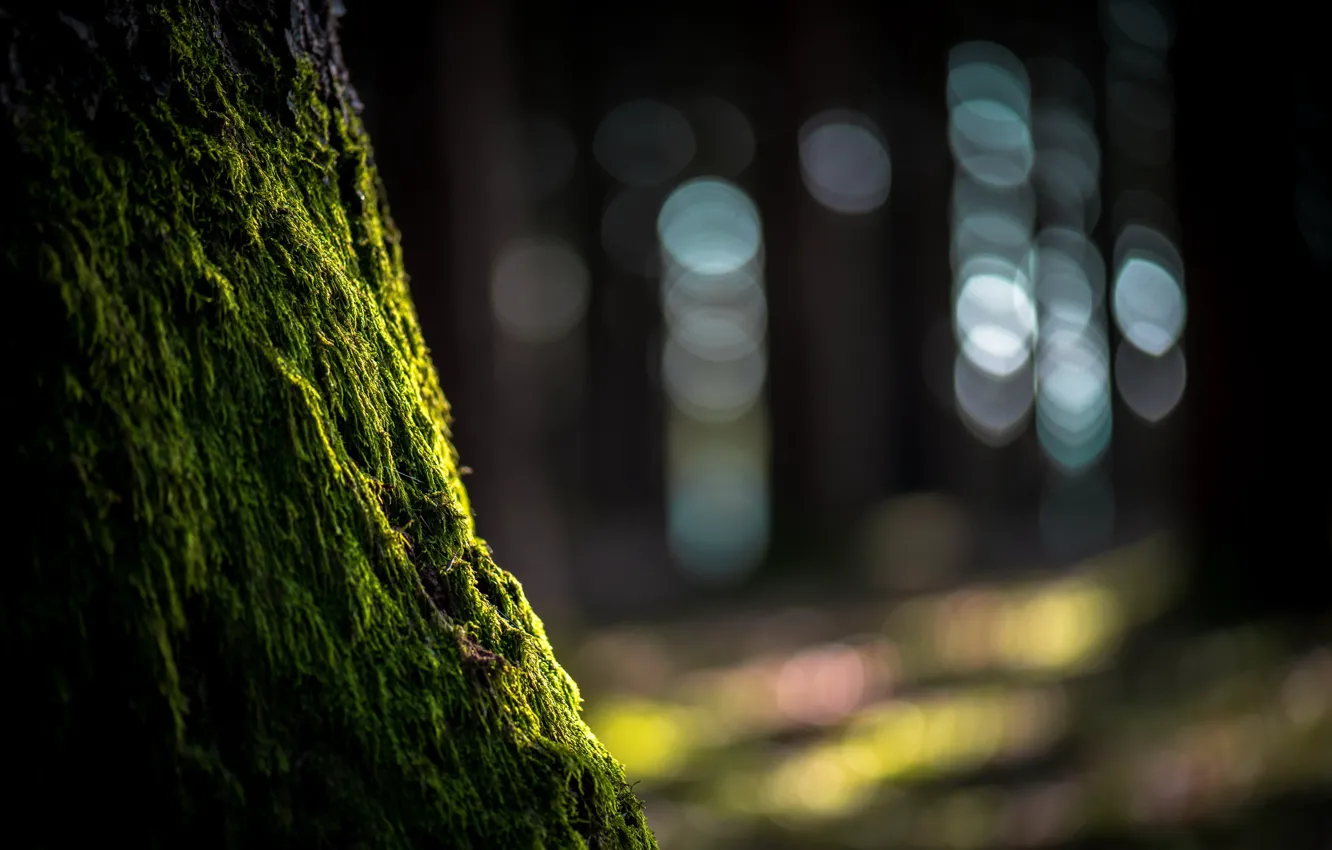 Photo wallpaper trees, nature, moss