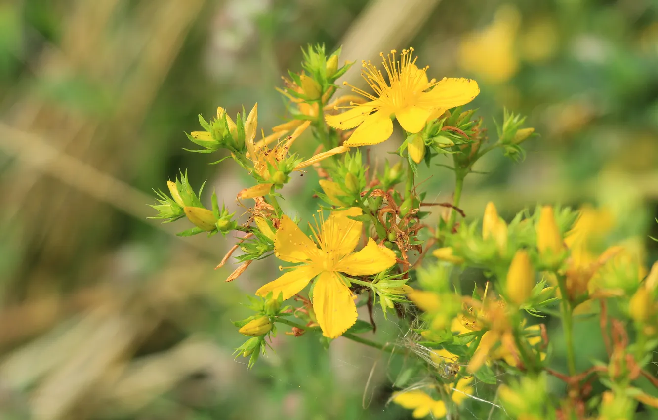 Photo wallpaper flower, yellow, meadow