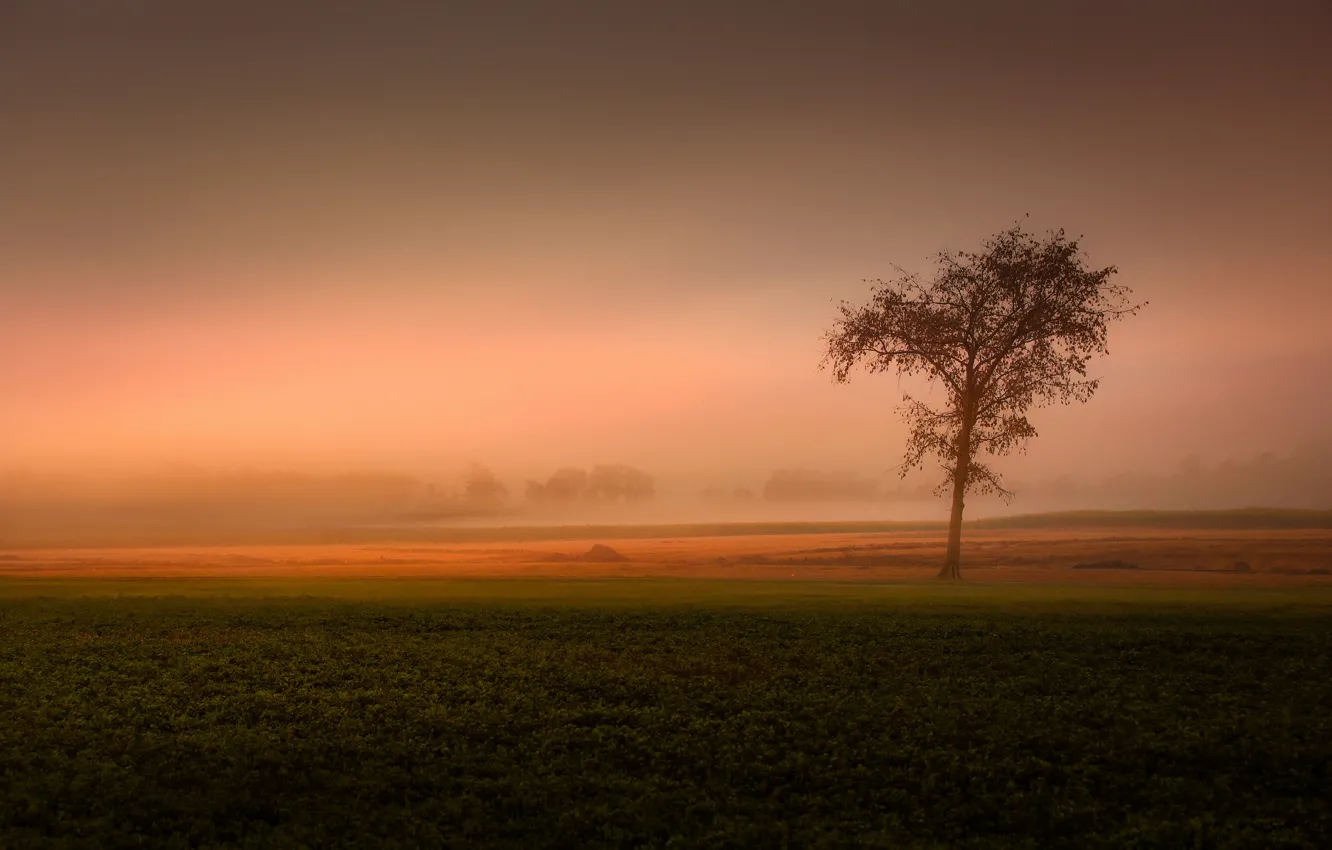 Photo wallpaper field, fog, tree, field, tree, fog