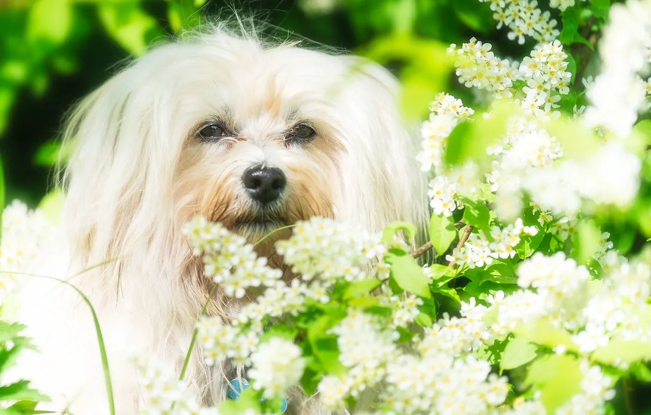 Photo wallpaper look, face, dog, flowering, The Havanese, cherry