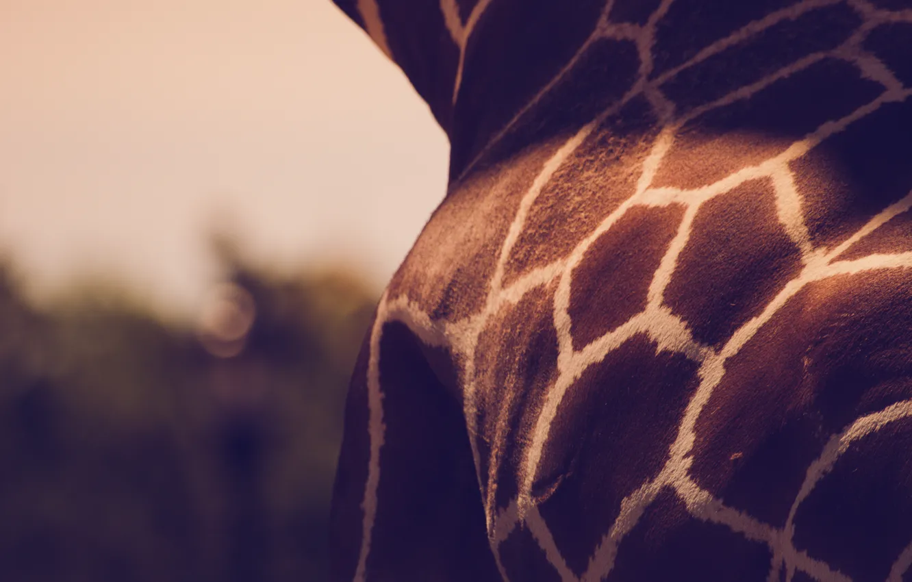 Photo wallpaper strip, pattern, giraffe, animals, giraffe, spots