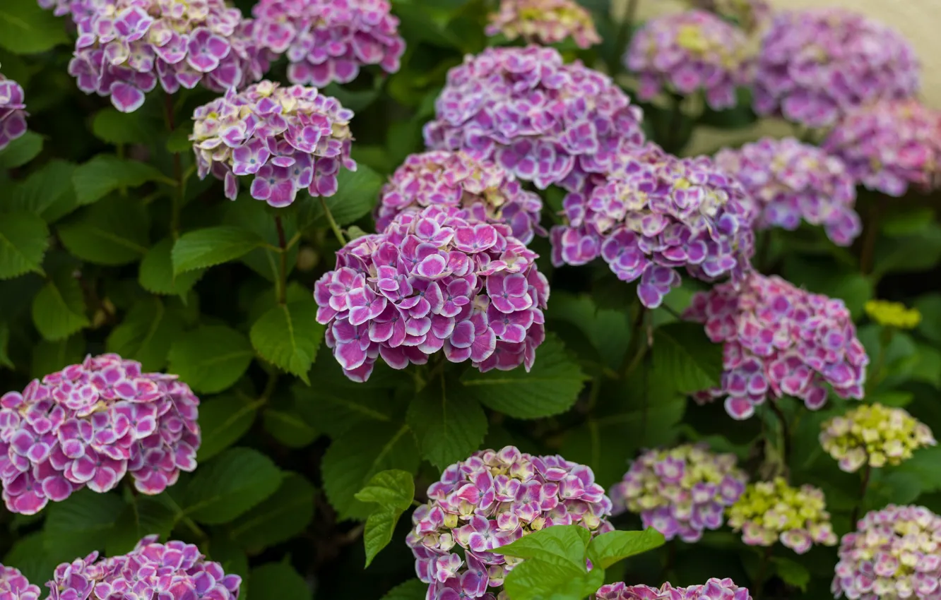 Photo wallpaper purple, the bushes, hydrangea