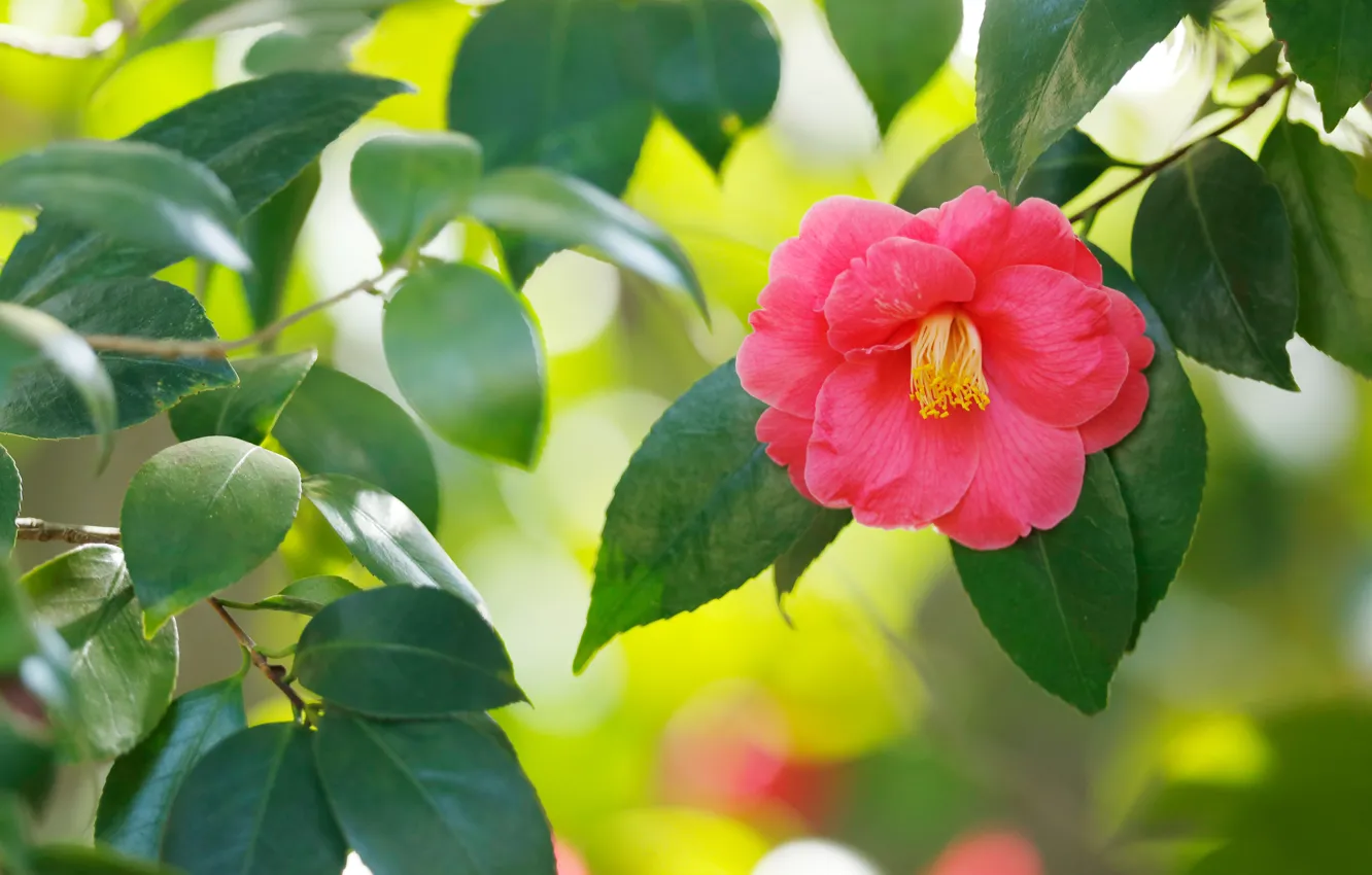 Photo wallpaper leaves, branches, pink, Camellia