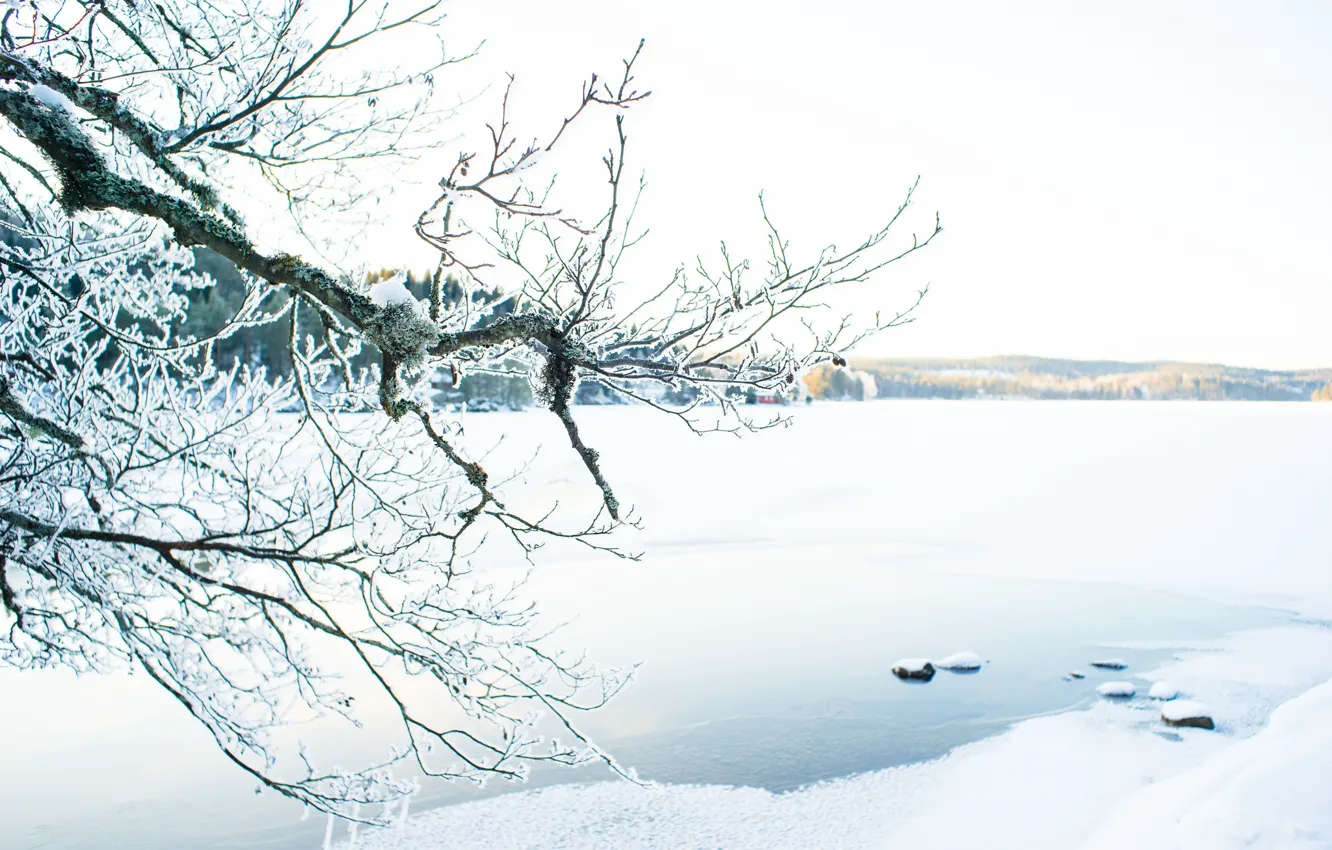 Photo wallpaper winter, lake, sunlight, branches