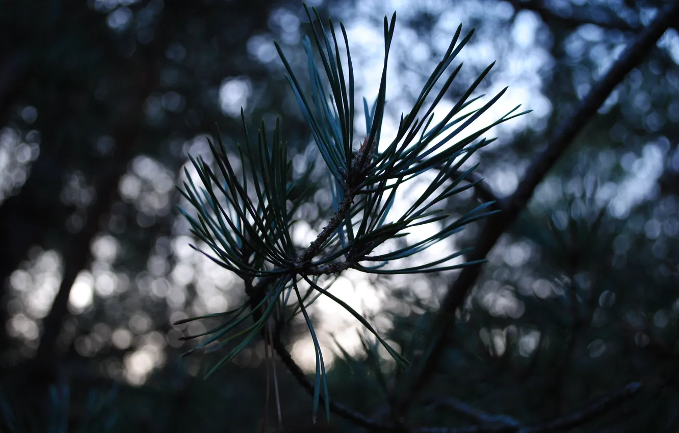 Photo wallpaper forest, needles, green, spruce, Belarus