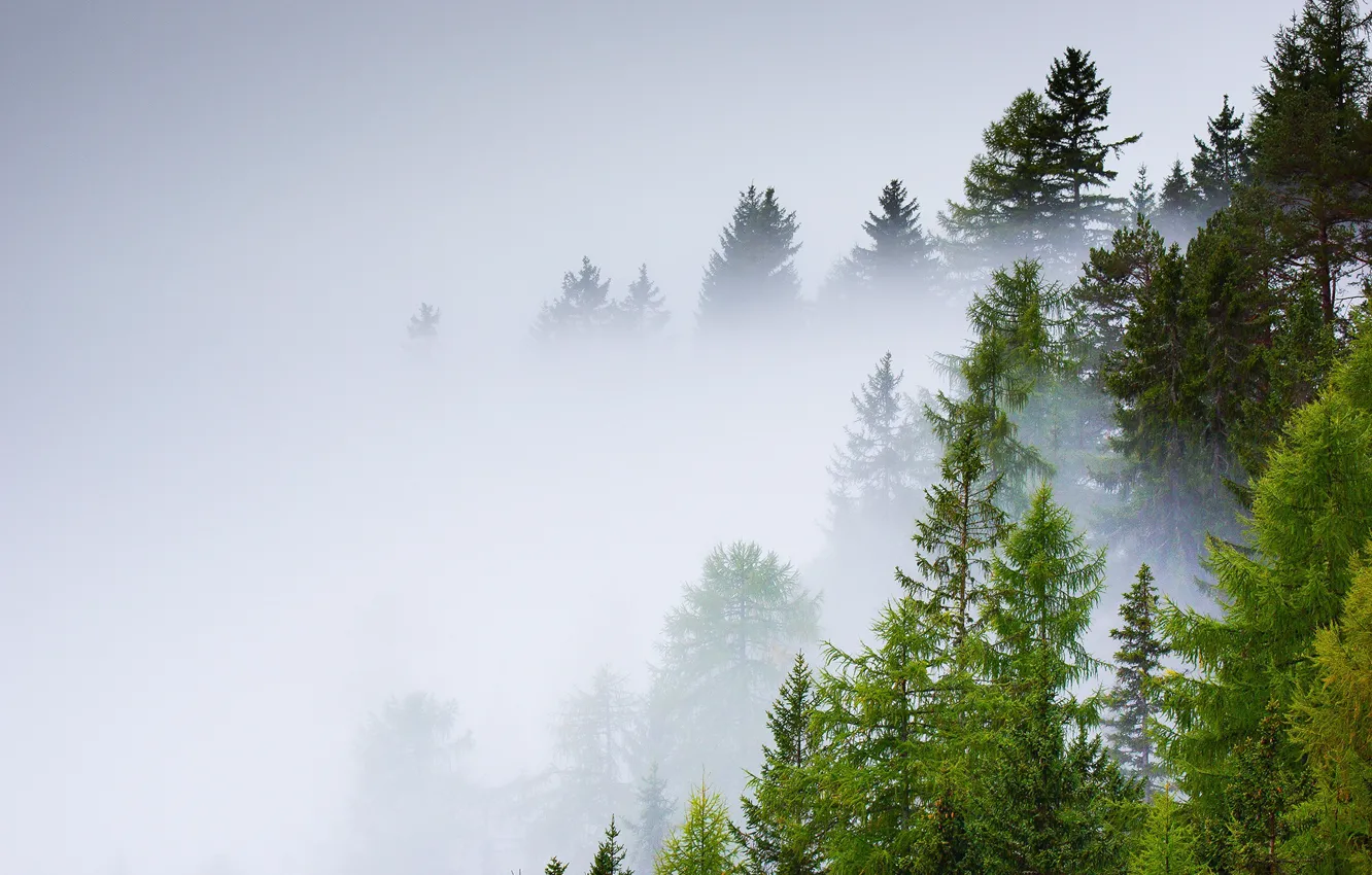 Photo wallpaper forest, trees, fog