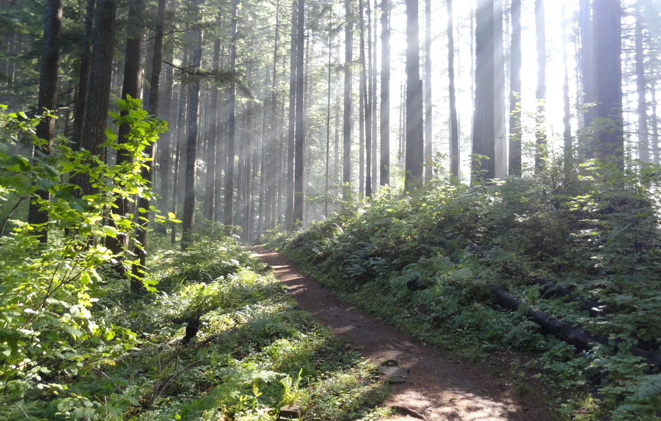 Photo wallpaper forest, light, nature, trail
