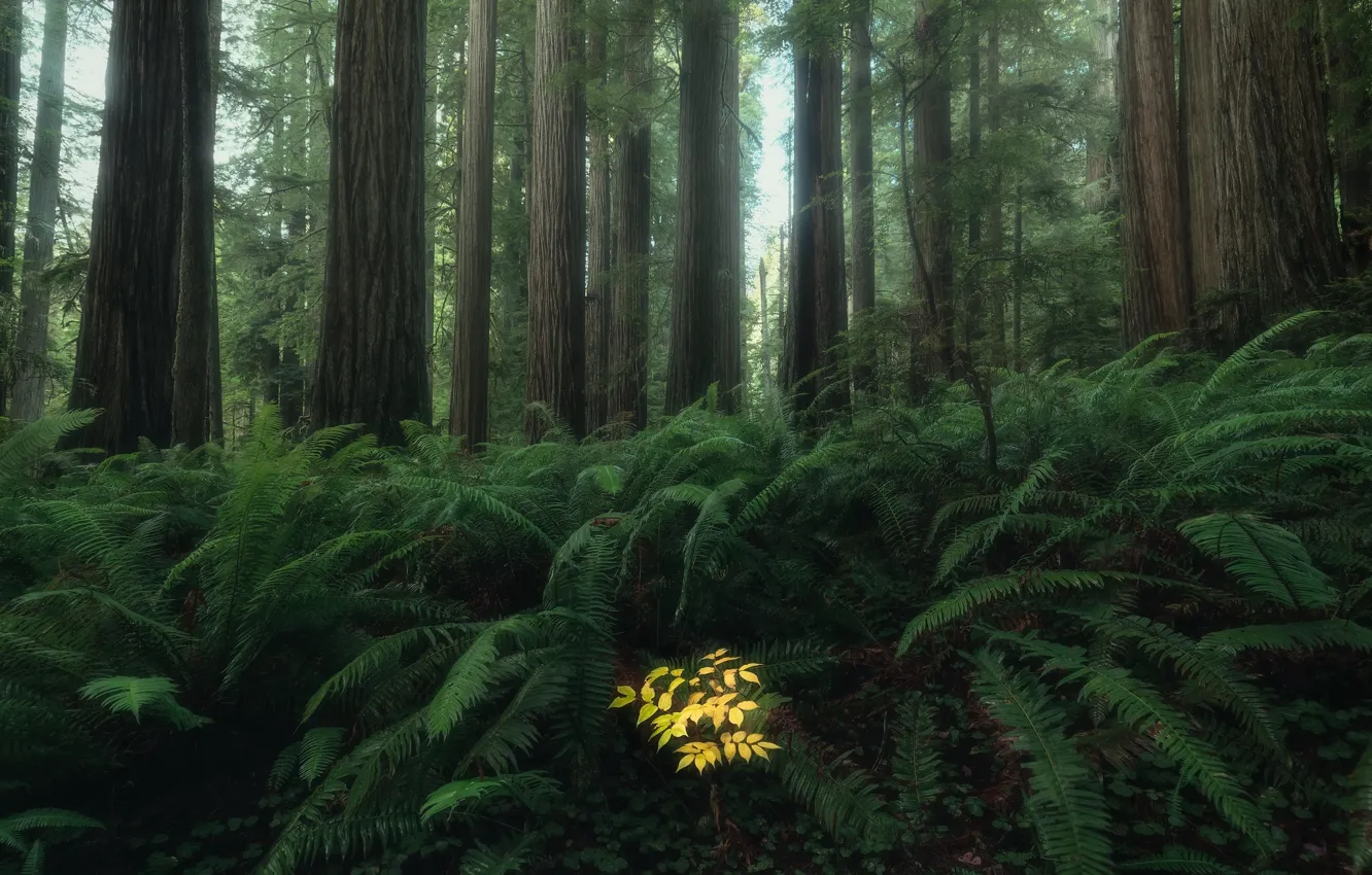 Photo wallpaper forest, thickets, fern