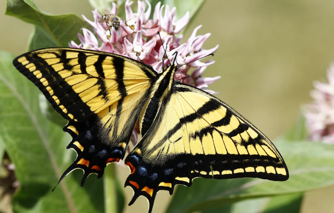 Photo wallpaper summer, butterfly, Papilio Glaucus, Tiger swallowtail