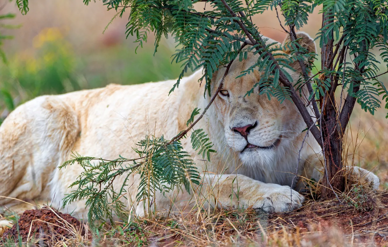 Photo wallpaper white, look, face, branches, nature, pose, stay, paws