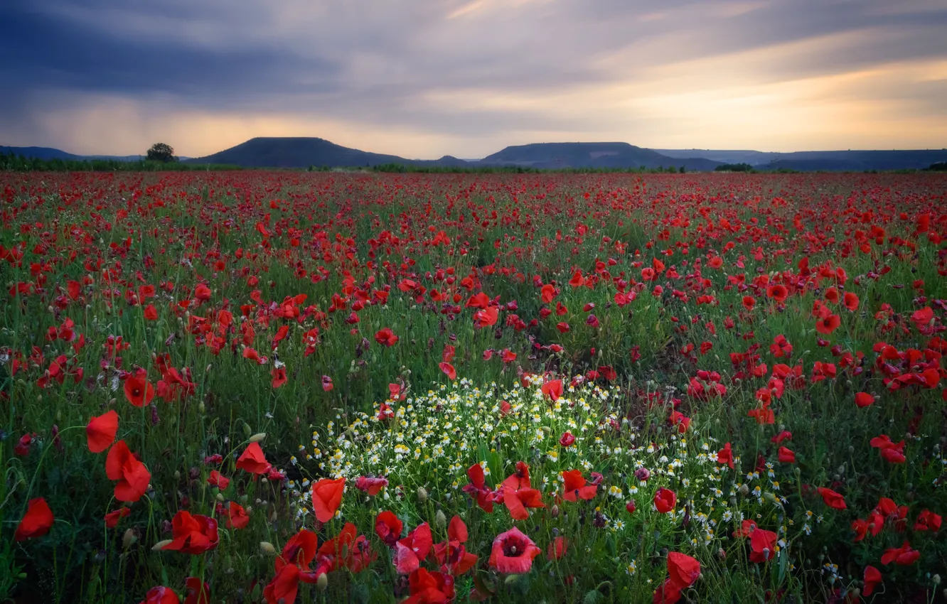 Photo wallpaper summer, flowers, Maki, poppy field