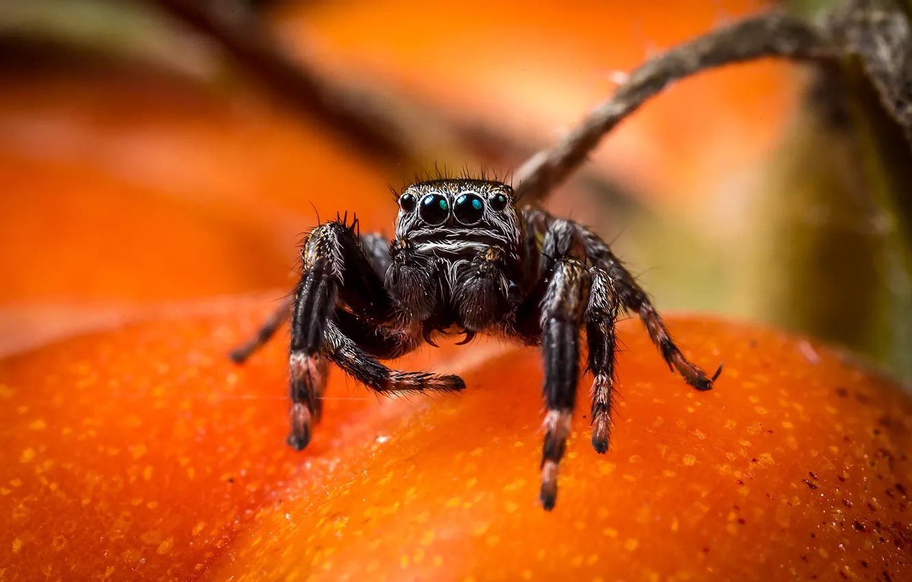Photo wallpaper look, macro, pose, spider, fruit, bokeh, jumper, spider
