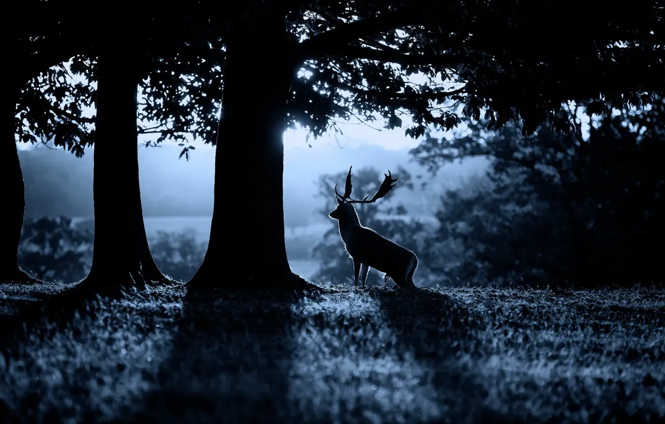Photo wallpaper forest, nature, deer, morning