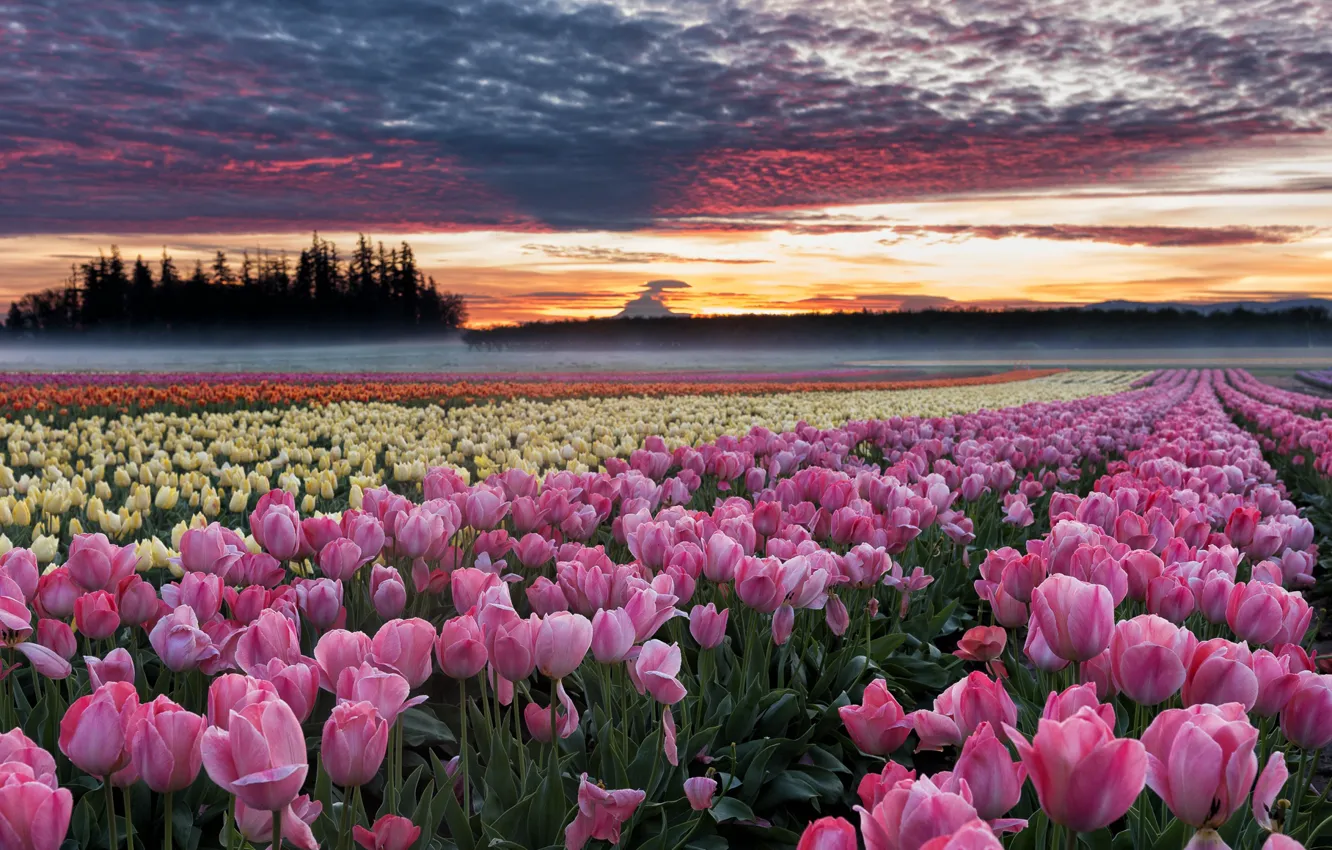 Photo wallpaper field, flowers, dawn, morning, Oregon, tulips, plantation