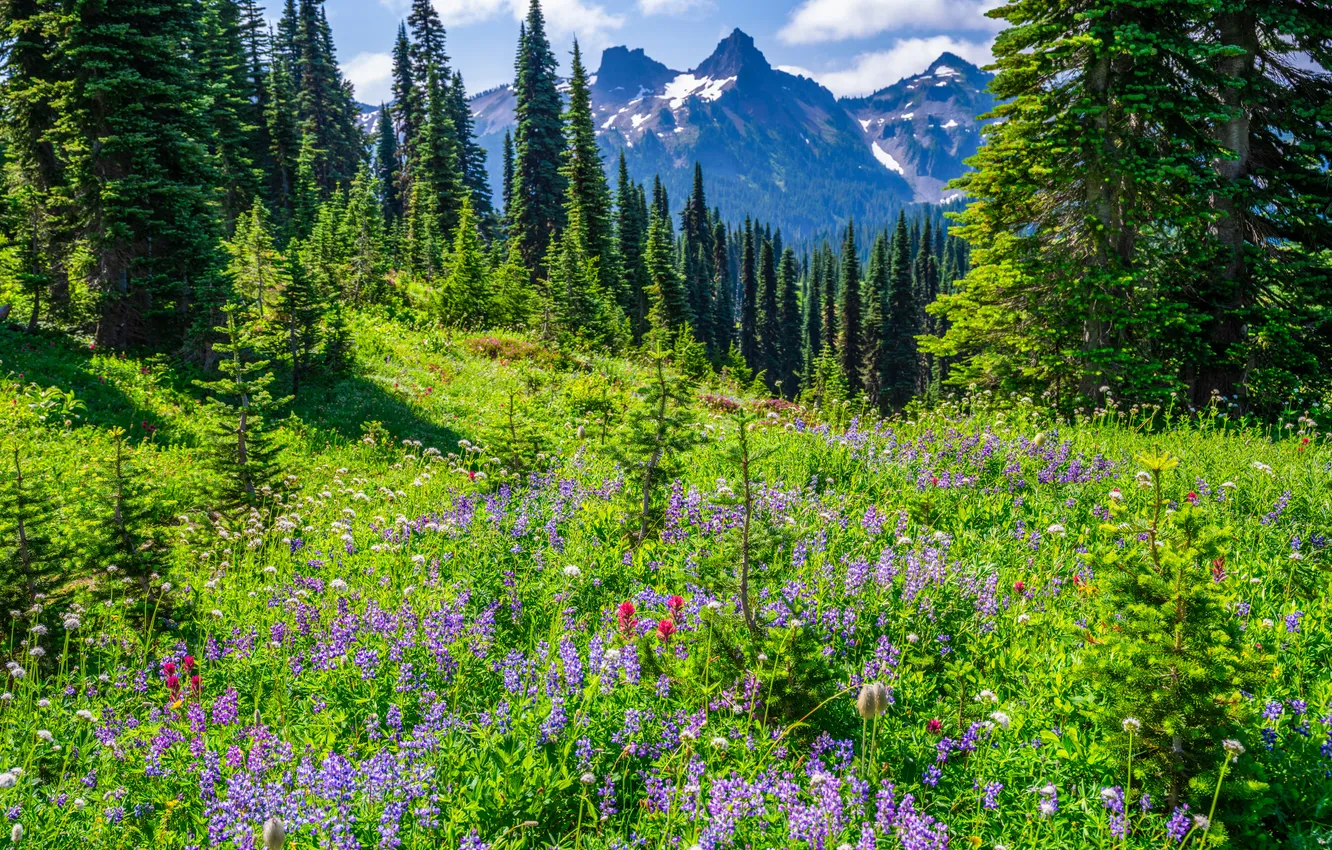 Photo wallpaper mountains, meadow, Washington, USA, parks, Mount Rainier National Park