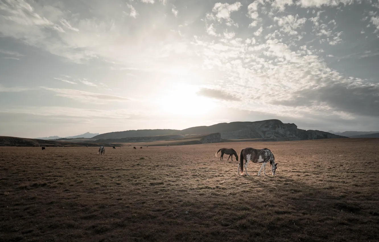 Photo wallpaper field, nature, horse