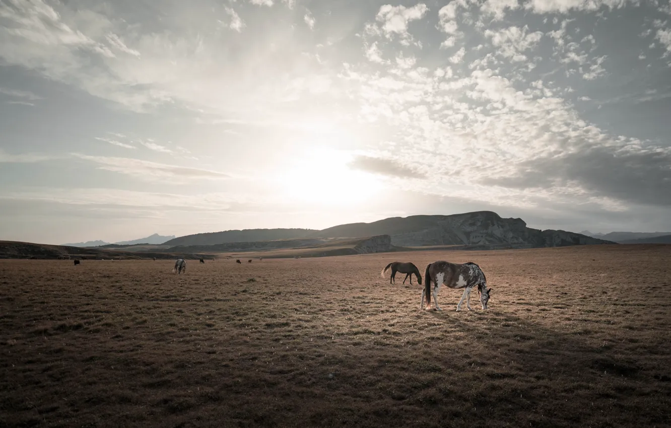 Photo wallpaper field, nature, horses