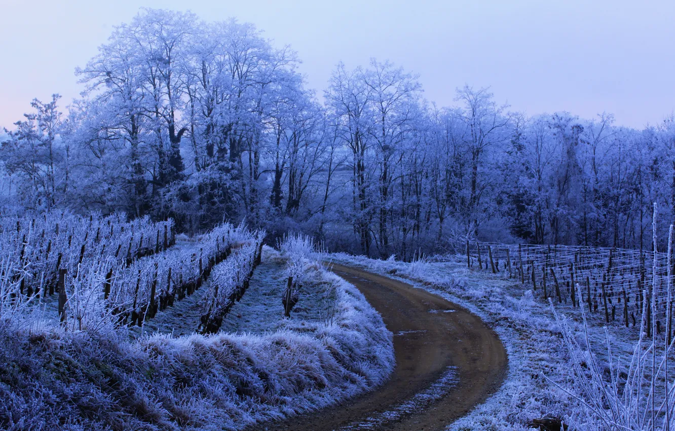 Photo wallpaper winter, frost, road, nature