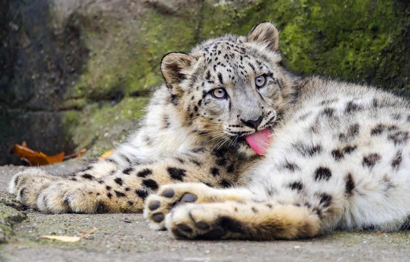 Photo wallpaper language, lies, snow leopard, cub