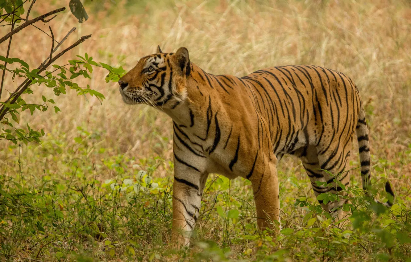Photo wallpaper tiger, predator, wild cat