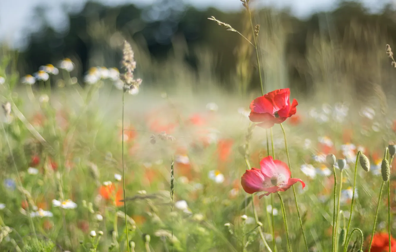 Photo wallpaper field, summer, flowers, red, Maki, meadow, bokeh