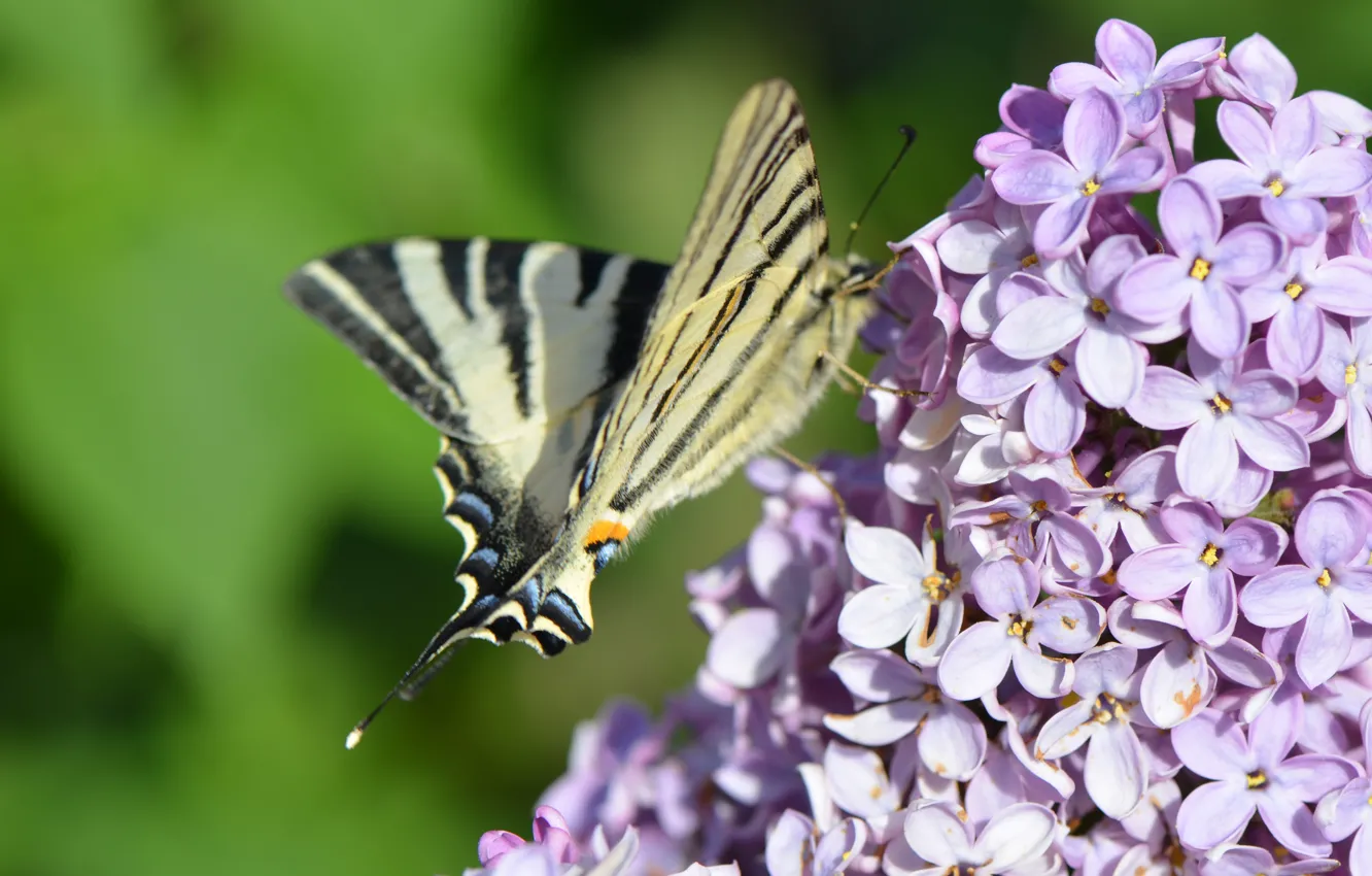 Photo wallpaper butterfly, spring, lilac