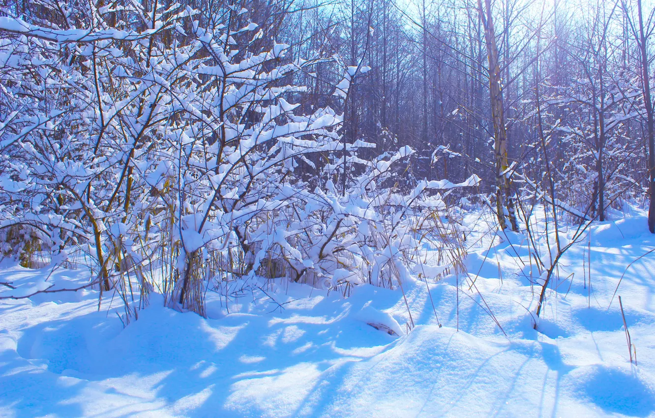 Photo wallpaper winter, snow, cold