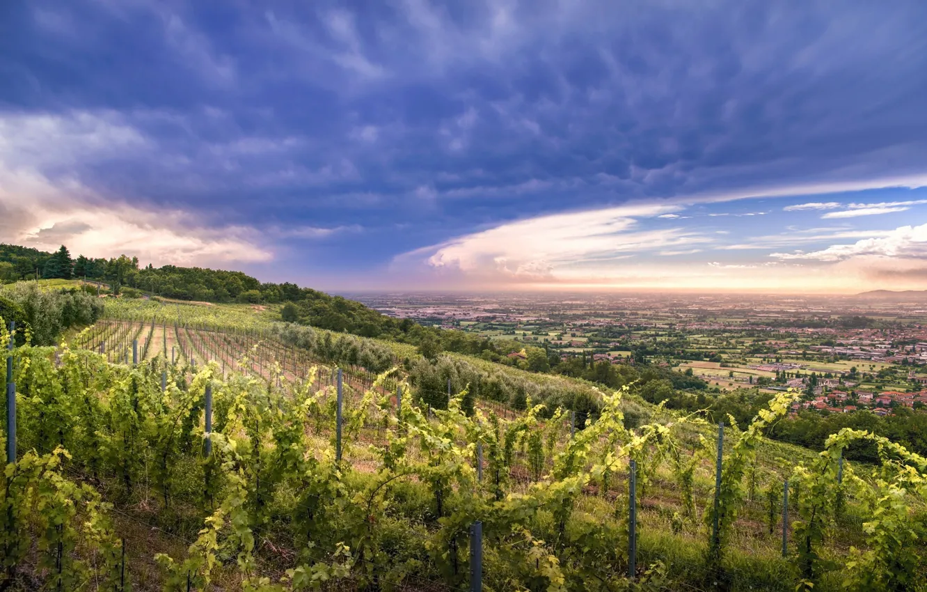 Photo wallpaper sunset, nature, vineyard