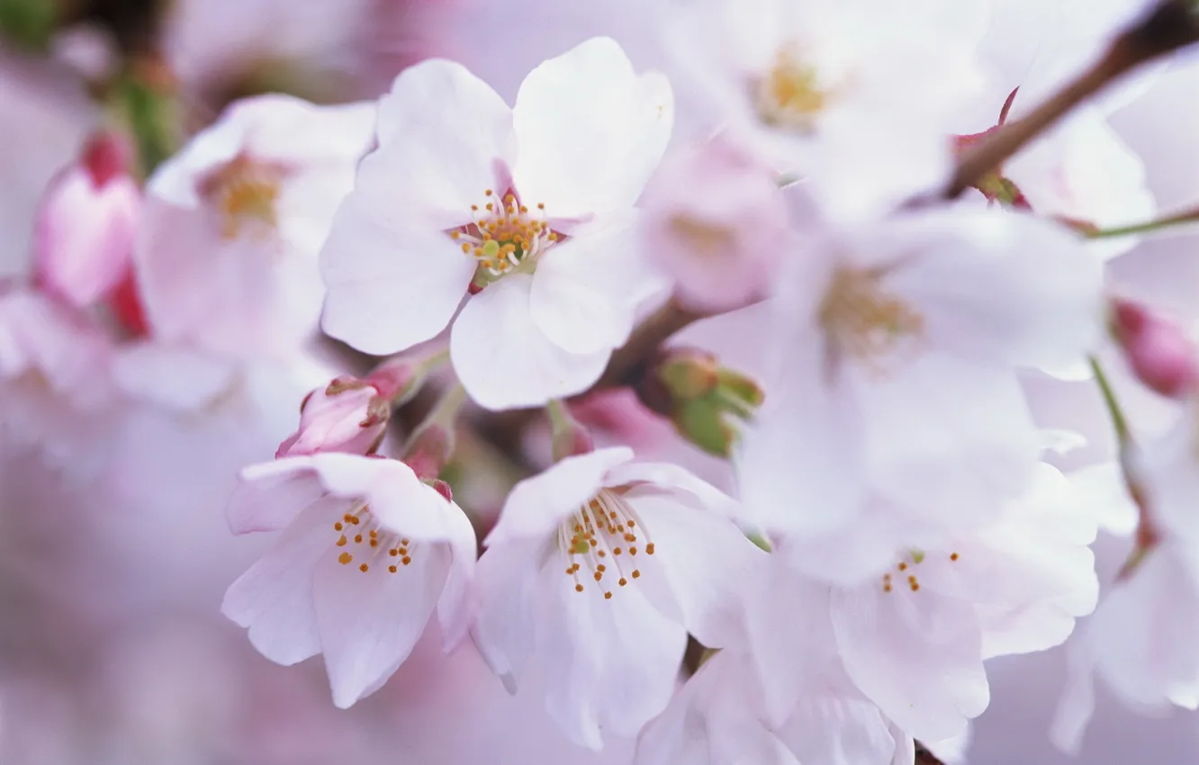 Photo wallpaper tree, beauty, spring, flowering
