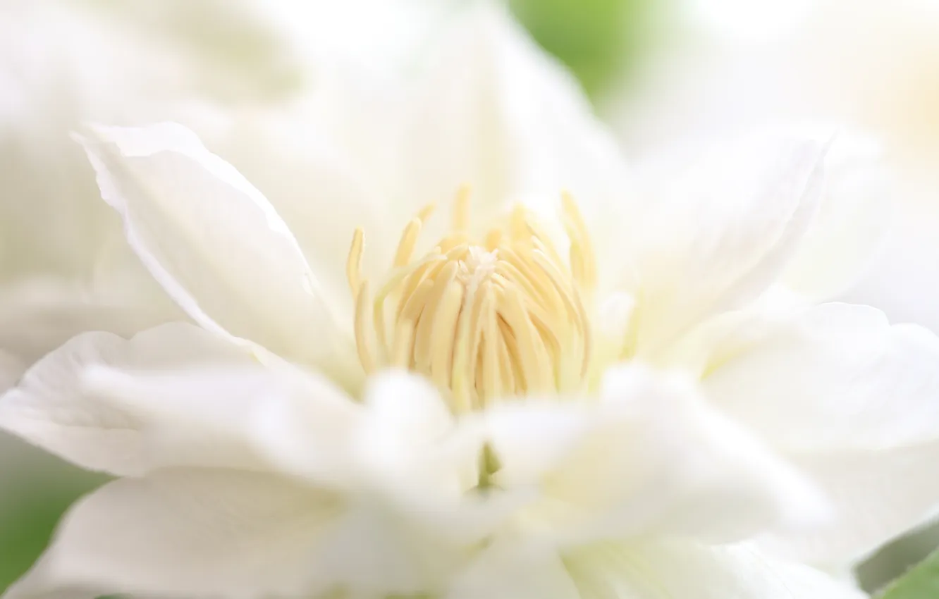 Photo wallpaper macro, flowers, petals, Beli, klimatis