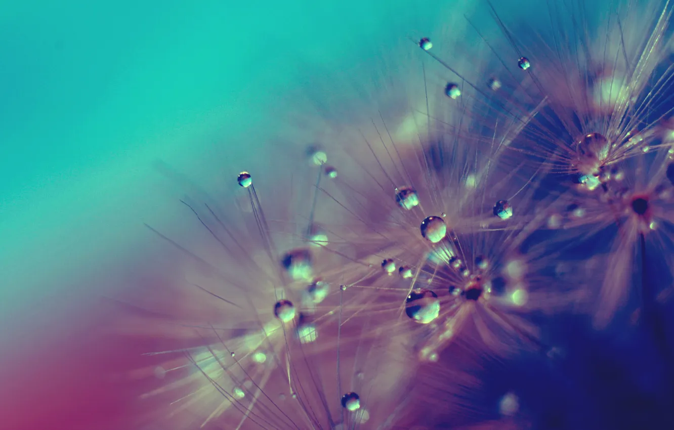 Photo wallpaper drops, fuzzes, drops