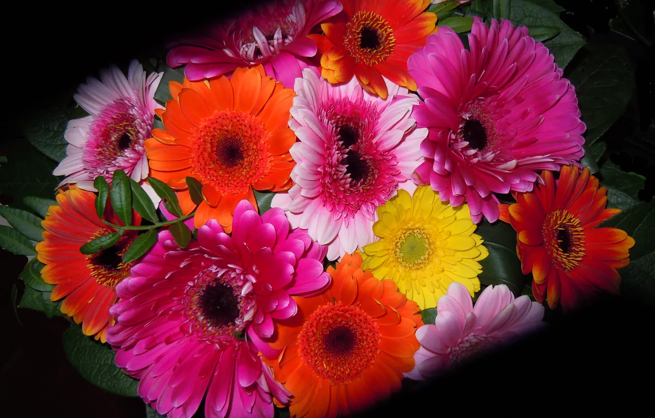 Photo wallpaper leaves, light, the darkness, bouquet, petals, gerbera
