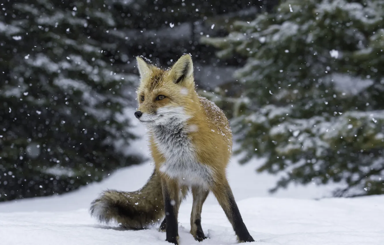 Photo wallpaper winter, snow, Fox, hunting