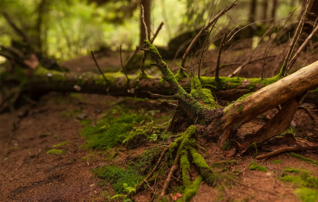Photo wallpaper forest, trees, nature, roots, thickets, earth, fallen, moss