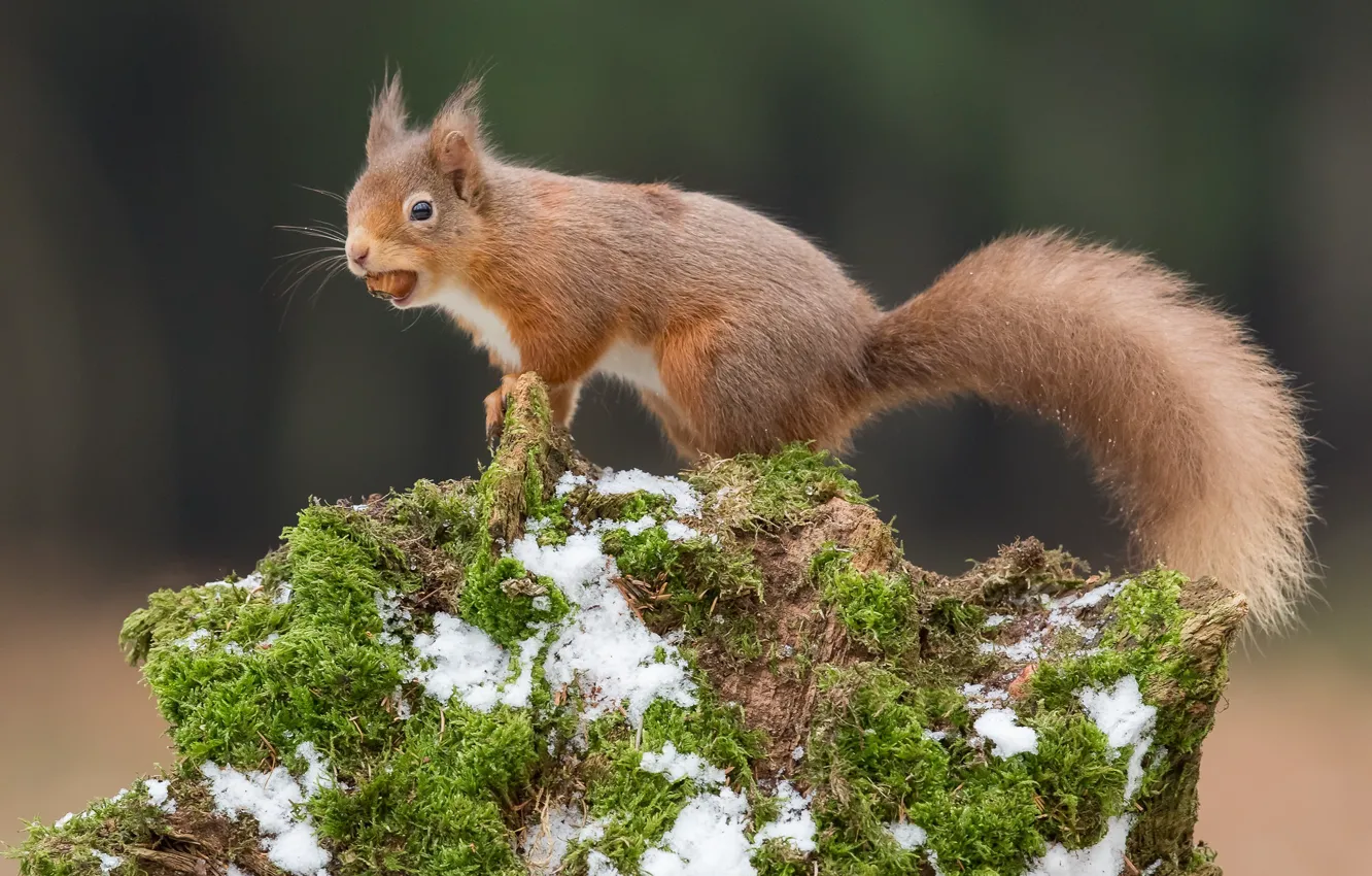 Photo wallpaper winter, look, snow, nature, pose, moss, stump, protein