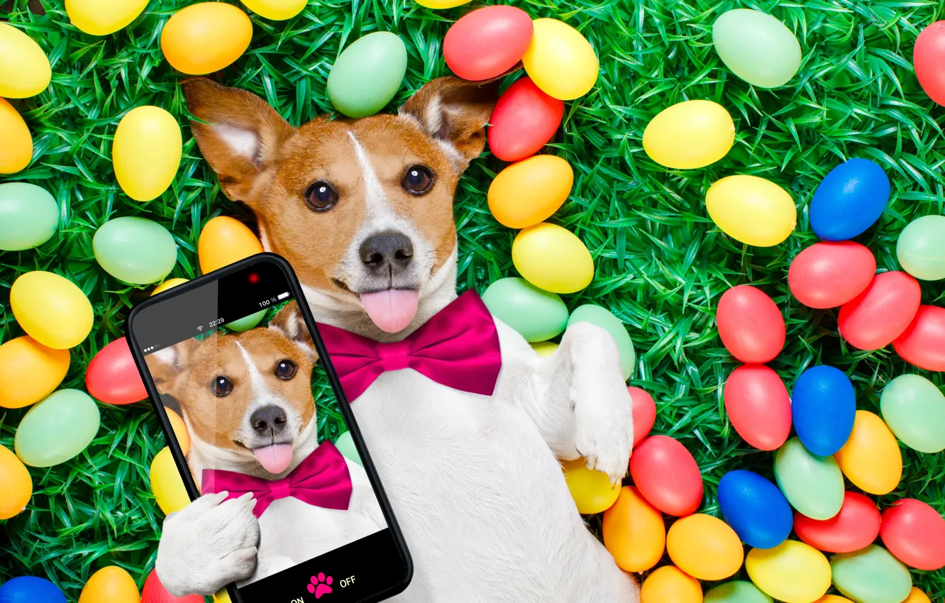 Photo wallpaper grass, dog, colorful, Easter, dog, spring, Easter, eggs