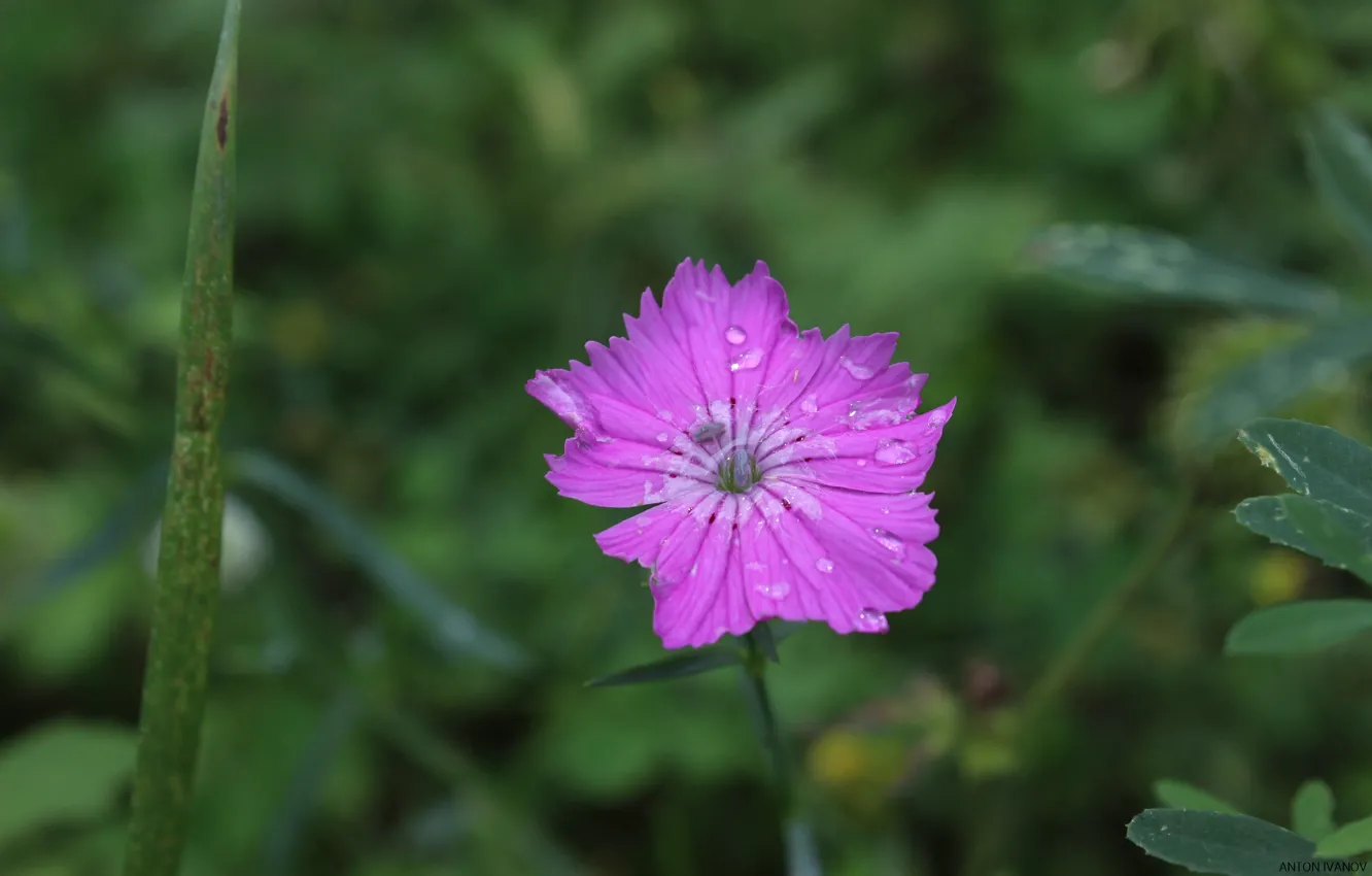 Photo wallpaper flowers, nature, street, flowers