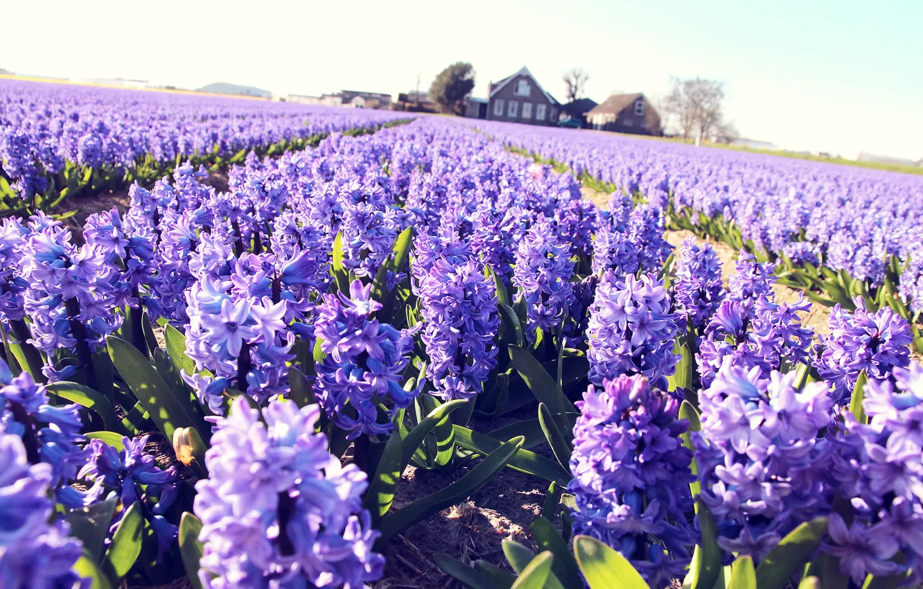 Photo wallpaper field, flowers, home, lilac, hyacinths