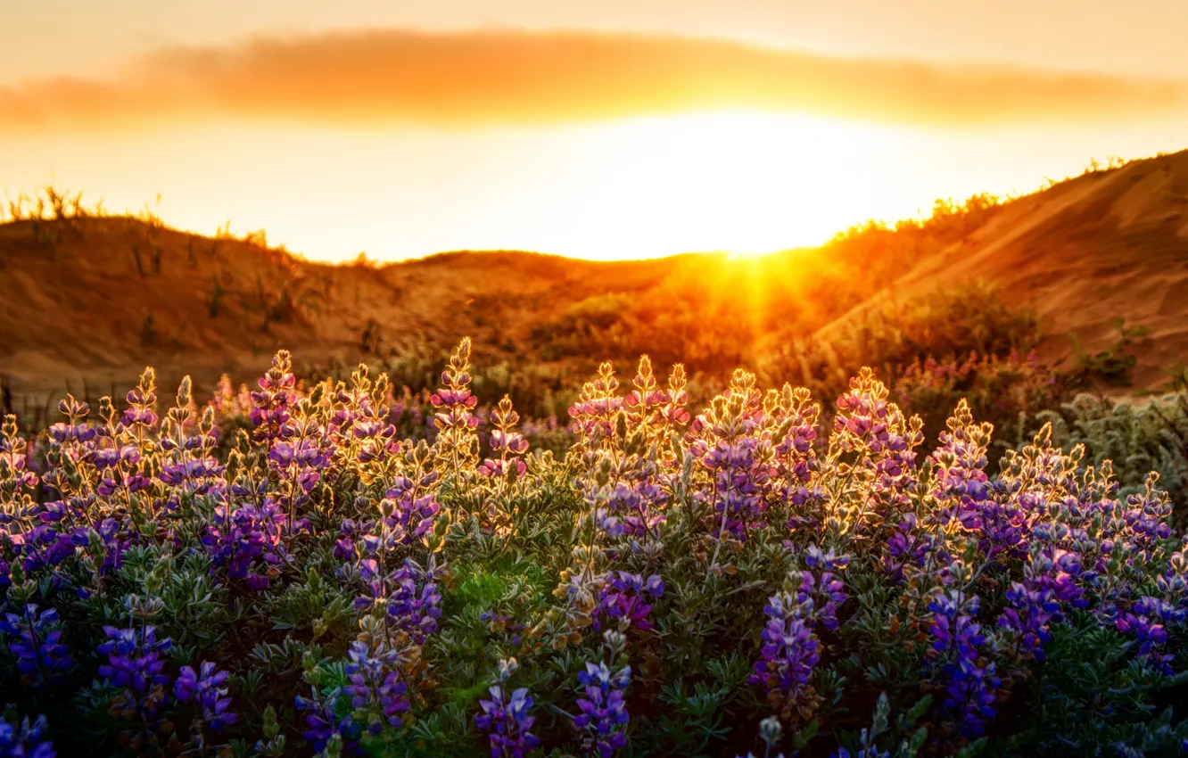 Photo wallpaper light, landscape, flowers, nature