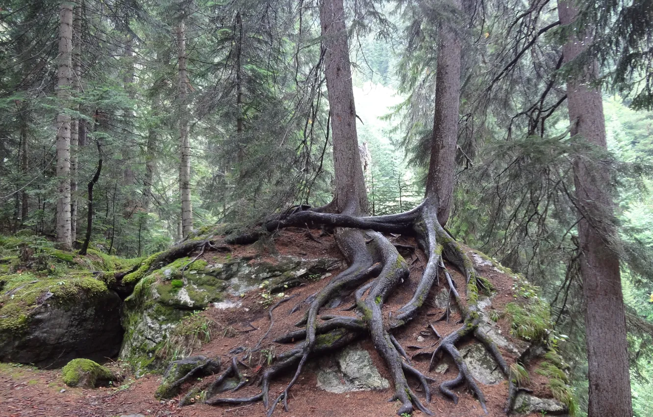 Photo wallpaper trees, plexus, The Caucasus