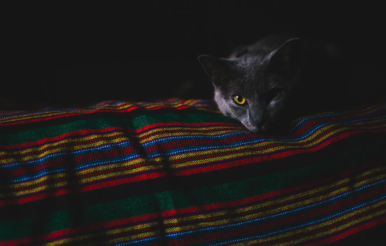 Photo wallpaper cat, eyes, cat, look, face, strips, darkness, the dark background