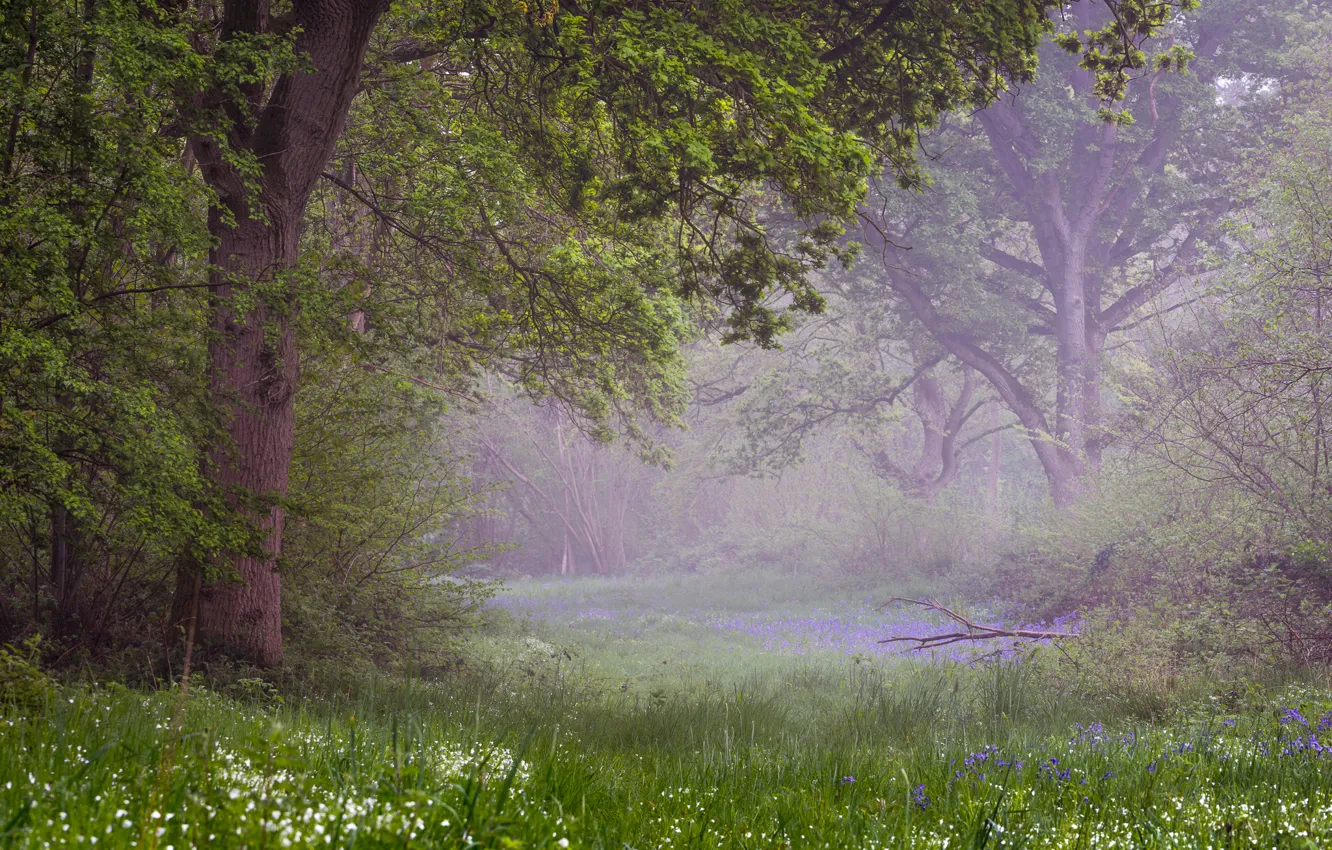 Photo wallpaper forest, Prada, spring