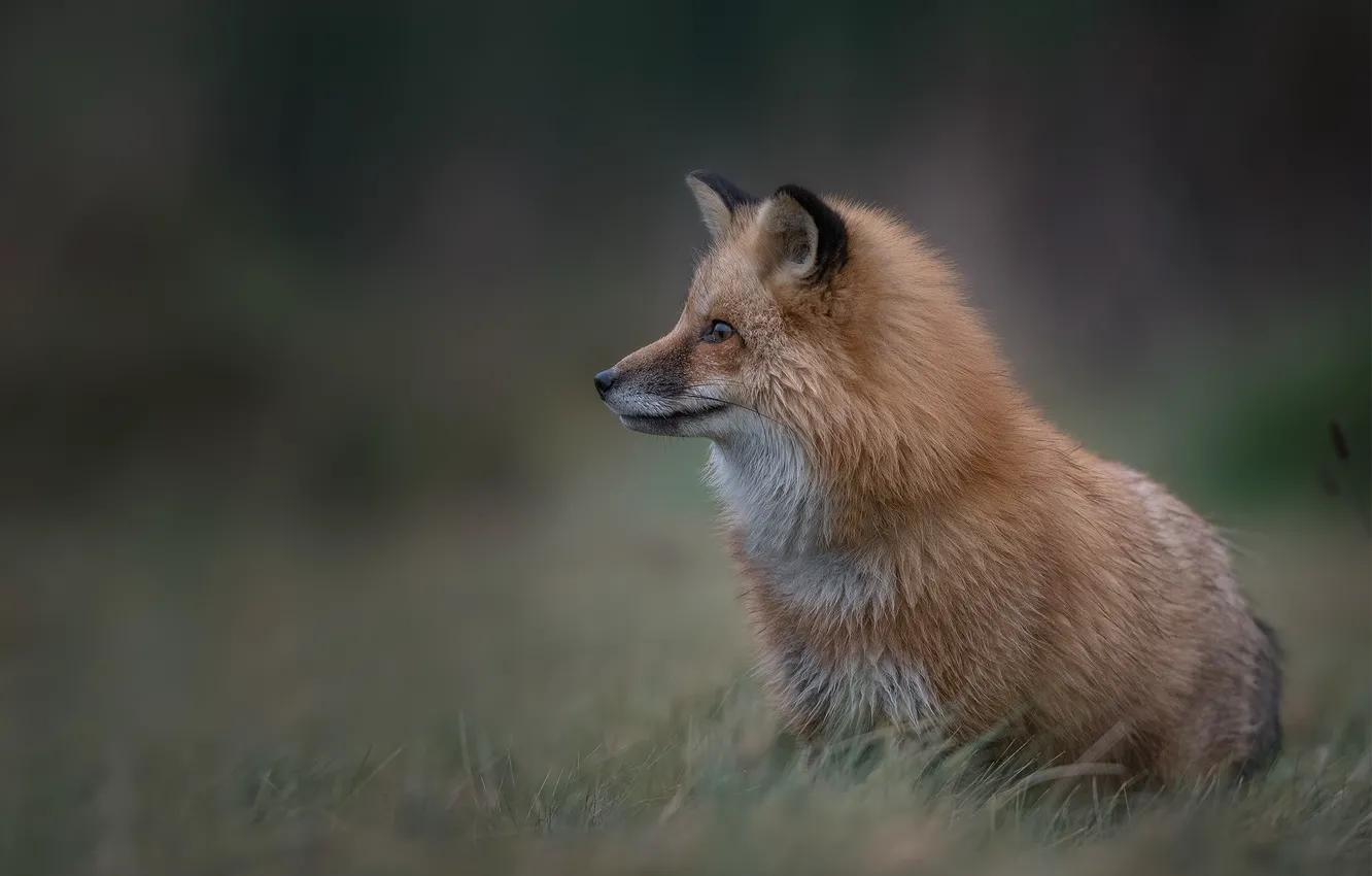 Photo wallpaper grass, background, Fox, red