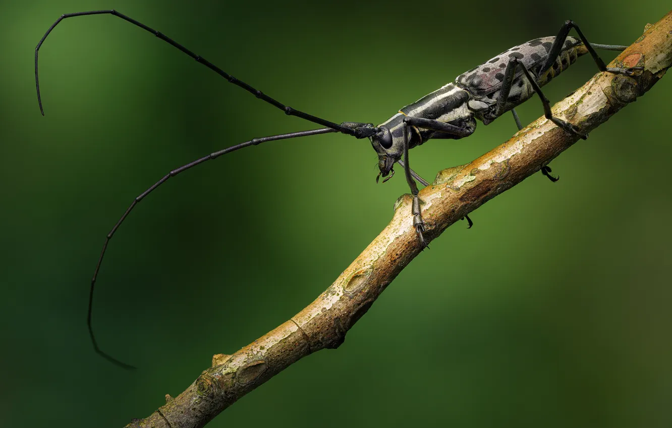 Photo wallpaper macro, beetle, insect