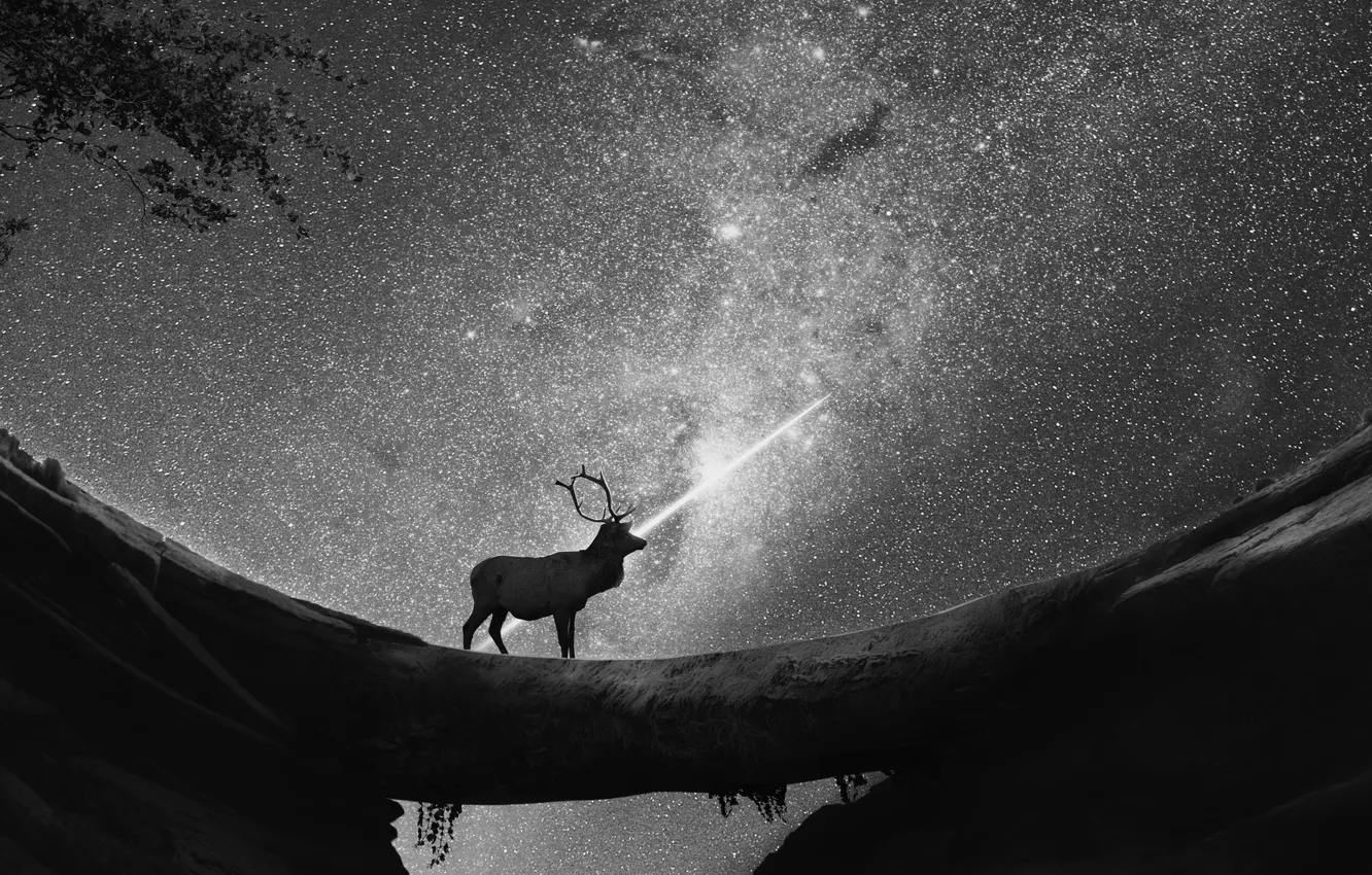 Photo wallpaper night, deer, starry sky