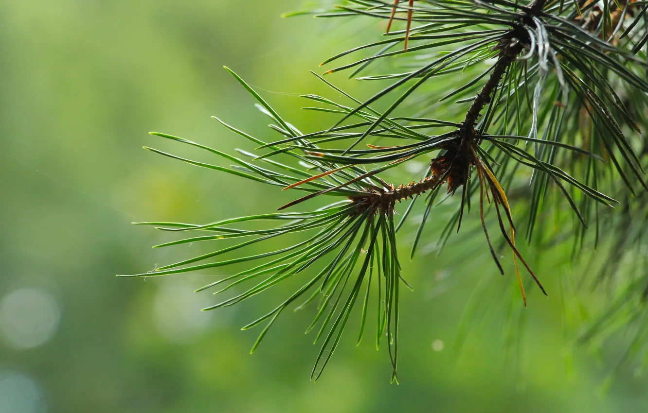 Photo wallpaper tree, pine, twig