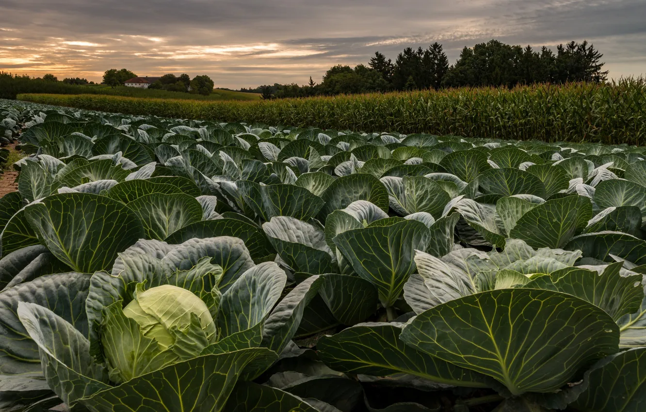 Photo wallpaper field, the evening, cabbage